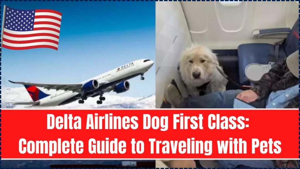 Delta Airlines Dog First Class: A Complete Guide to Traveling with Pets 1 Delta Airlines Dog First Class
